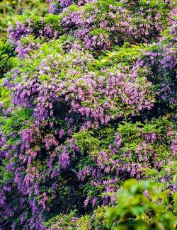 Sắc tím hoa Thàn mát tạo nên vẻ đẹp đặc trưng của Bán đảo Sơn Trà ngày chớm hạ. (Ảnh ANH ĐÀO)
