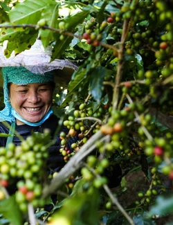 Aratay Coffee: Gắn sao cho sản phẩm OCOP bằng “sự tử tế”