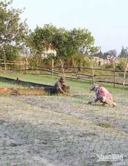 Vụ chính Đông Xuân này, các hộ nông dân trồng từ vài năm m2 đến 1ha kiệu, chỉ mong một mùa bội thu.