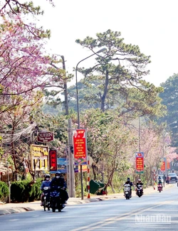 Đường Trần Hưng Đạo, thành phố Đà Lạt, tỉnh Lâm Đồng, được ví là "cung đường mùa xuân" thắm sắc mai anh đào. 