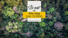 "Bí mật" của khu rừng Đại tướng