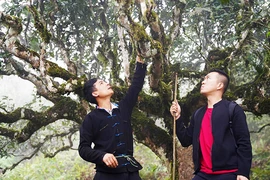 Tương Văn Thành (trái) giới thiệu cây chè shan tuyết Xà Phìn cho du khách. Ảnh: HOÀI NAM