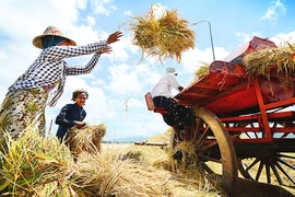 El Nino tác động tiêu cực tới sản lượng gạo tại nhiều quốc gia. Ảnh: GETTY IMAGES