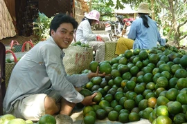 Thu hoạch cam sành.