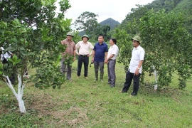 Cam Xã Đoài trồng tại huyện Na Rì, tỉnh Bắc Cạn cho hiệu quả kinh tế cao hơn so với nhiều loại cây trồng ở địa phương.