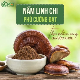 Nấm linh chi Phú Cường Đạt