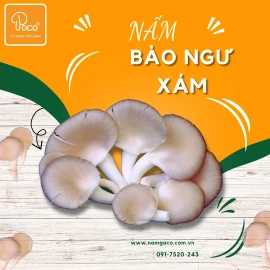 Nấm bào ngư xám Hồng Ân