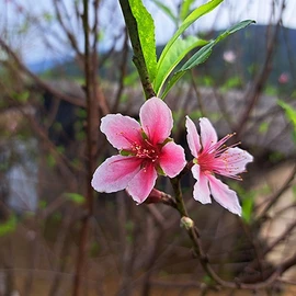 Đào phai Xuân Sơn