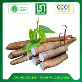 Củ hoài sơn Bầu Mây