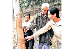 Nông dân tỉnh Lào Cai trồng và chăm sóc rừng. Ảnh: Thanh Hà
