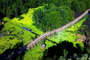Chiếc cầu tre kỷ lục dài nhất Việt Nam tại rừng tràm Trà Sư.