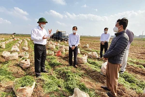 Tìm giải pháp tiêu thụ cà-rốt cho nông dân trên cánh đồng xã Đức Chính, huyện Cẩm Giàng.