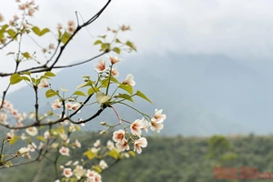 Tháng 3 - triền núi trắng hoa trẩu