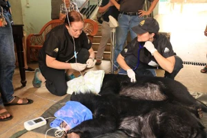 Hai cá thể gấu con ở Rạp xiếc Trung ương được cứu hộ. Bác sĩ thú y khám sức khoẻ cho hai gấu sau gây mê. Ảnh năm 2019.