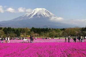 Lễ hội hoa Chi Anh được tổ chức dưới chân núi Fuji, một sự kiện tôn vinh hoa nhưng bao gồm vô số các hoạt động, trải nghiệm hấp dẫn du khách. 