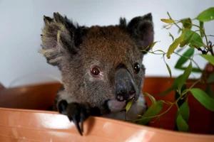 Một con gấu túi bị thương được điều trị tại đảo Kangaroo, Australia vào ngày 19/12020. Ảnh: Reuters.