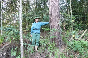 Ông Nông Văn Thọ (xóm Nà Mằn - Bản Piên, xã Phong Châu) bên rừng trồng của gia đình.