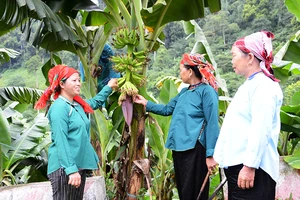 Chi hội Phụ nữ thôn Sấn Pản, xã Nậm Chảy, huyện Mường Khương (Lào Cai) vận động hội viên dân tộc Nùng trồng chuối mô xuất khẩu.Ảnh: QUỐC HỒNG