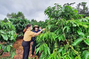 Cán bộ Phòng Lao động - Thương binh và Xã hội huyện Đắk Hà hướng dẫn người dân kỹ thuật chăm sóc cây cà-phê.