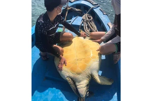 Cá thể rùa biển quý hiếm được ngư dân Phú Quý chở ra cách bờ khoảng 5 hải lý thả về đại dương.