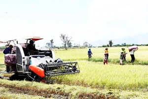 Ðồng bào dân tộc Raglai (xã Phước Tiến, huyện Bác Ái, tỉnh Ninh Thuận) thu hoạch lúa bằng máy. 