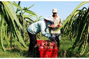 Người dân xã Hàm Liêm, huyện Hàm Thuận Bắc, tỉnh Bình Thuận thu hoạch trái thanh long. Ảnh: Duy Hiển