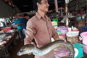 Một con cá chình đốm khổng lồ (Anguilla marmorata) được bán tại chợ Pakse, Lào. Ảnh: Somphone Phommanivong/MRC