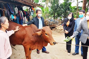 Người dân tại Tân Kỳ (Nghệ An) giới thiệu thành quả bò giống với đoàn công tác Ủy ban T.Ư MTTQ Việt Nam. Ảnh: VŨ ANH