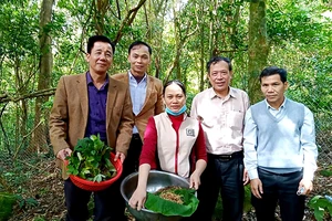 Khu bảo tồn Thiên nhiên Bắc Hướng Hóa tiếp tục trồng cây sâm Ngọc Linh ở Sa Mù.