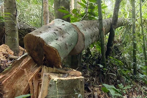 Hiện trường vụ phá rừng tại Khu bảo tồn loài và sinh cảnh Nam Xuân Lạc (Bắc Kạn).