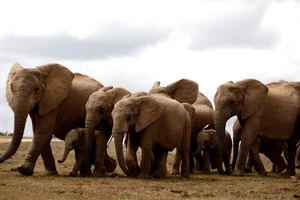 Đàn voi tại Vườn Quốc gia Voi Addo ở Nam Phi, chụp ngày 15/11/2009. Ảnh: REUTERS