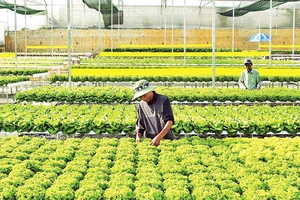 Sản xuất rau thủy canh tại trang trại Đức Tín, thành phố Đà Lạt, tỉnh Lâm Đồng. (Ảnh: MAI VĂN BẢO)