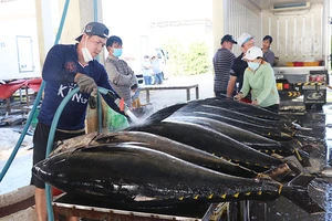 Cá ngừ được bốc dỡ, sơ chế tại cảng cá Đông Tác, thành phố Tuy Hòa, Phú Yên để đưa đi xuất khẩu. (Ảnh: TRÌNH KẾ)
