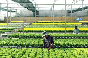 Chăm sóc rau thủy canh trên đất quy hoạch nông nghiệp công nghệ cao tại TP Đà Lạt (Lâm Đồng). Ảnh: VĂN BẢO