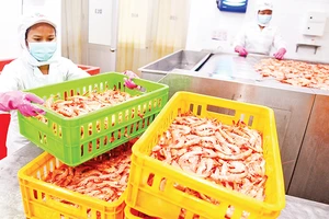 Công nhân Công ty cổ phần kinh doanh Thủy, hải sản Sài Gòn APT thực hiện các đơn hàng xuất khẩu. (Ảnh: Phương Vy)
