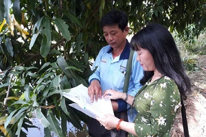 Kiểm tra nhật ký trồng xoài theo hướng VietGAP ở huyện Cao Lãnh (Đồng Tháp).