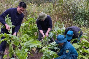 Lực lượng chức năng xã Tri Phương, huyện Trùng Khánh (Cao Bằng) phát hiện, phá nhổ cây thuốc phiện trồng trái phép. (Ảnh TTXVN) 