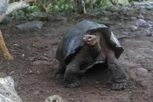 Rùa khổng lồ trên đảo San Cristobal, quần đảo Galapagos, Ecuador, ảnh chụp ngày 12/9/2018. Ảnh: Vườn quốc gia Galapagos.