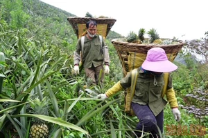Người dân xã Bản Lầu, huyện Mường Khương (Lào Cai) thu hoạch dứa trên nương đồi.