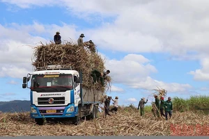 Nông dân xã Suối Bạc, huyện Sơn Hòa, Phú Yên khẩn trương thu hoạch vụ mía bội thu.