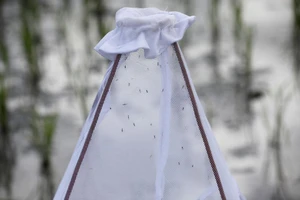 Muỗi Anopheles bị bẫy trong tấm lưới đặt trên cánh đồng lúa trong cuộc thử nghiệm chống bệnh sốt rét trên đảo Zanzibar, Tanzania, ngày 30/10/2019. Ảnh: Reuters.