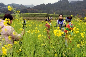 Cán bộ Trung tâm Thông tin xúc tiến Du lịch Hà Giang thực hiện tour du lịch online mùa hoa trên Cao nguyên đá.