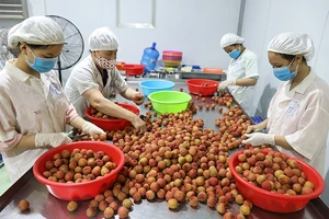 Sơ chế vải thiều xuất khẩu tại Công ty cổ phần xuất nhập khẩu thực phẩm Toàn Cầu, tỉnh Bắc Giang. (Ảnh DANH LAM)