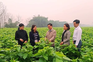 Cán bộ huyện Trấn Yên tham quan mô hình trồng dâu tằm ở xã Việt Thành. (Ảnh THANH SƠN)