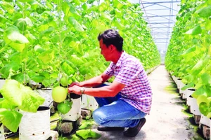 Mô hình trồng dưa lưới ở thị trấn Phúc Thọ, huyện Phúc Thọ, TP Hà Nội. (Ảnh Nguyễn Mai)