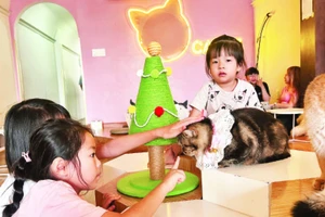 Quán cà-phê mèo trở thành điểm đến cuối tuần của nhiều khách hàng trẻ.