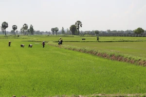 Nông dân Khmer canh tác lúa trên xã An Cư