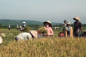 Người dân Ê Đê xã Ea Trol huyện Sông Hinh thu hoạch lúa nước.