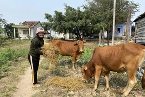 Gia đình Chị H’ Diêm, dân tộc Chăm H’Roi ở thôn Suối Bạc, xã Suối Bạc, huyện Sơn Hòa được vay vốn ưu đãi để mua bò, phát triển kinh tế.