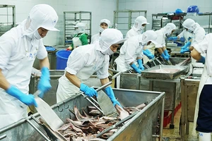 Xuất khẩu thủy sản quý III và tháng 9/2023 duy trì tăng trưởng ổn định. Ảnh: NAM ANH